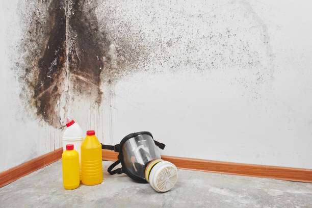 Best Mold Cleaning Services  in Elverson, PA