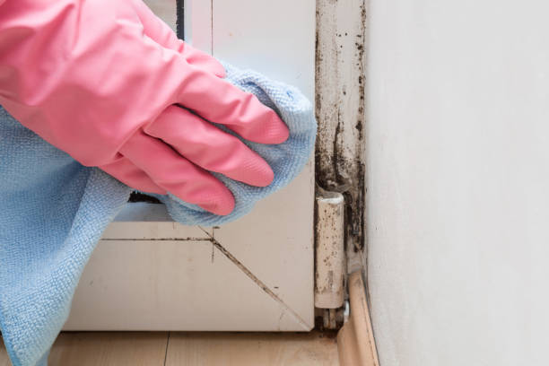 Best Office Mold Removal Services  in Elverson, PA